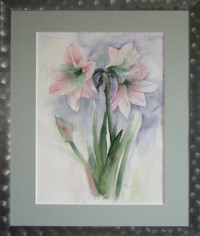 Amaryllis
